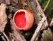 Scarlet elf cap in Cadnant Dingle