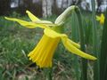 Petal