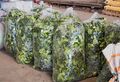 Large bags with Citrus hystrix leaves for sale in Phou Puy Wholesale Vegetable Market in Battambang, Cambodia