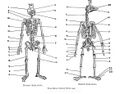 Homology (biology)