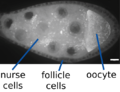 Ribonucleoprotein particles in the Drosophila egg chamber