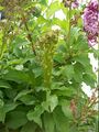 Fasciated Lilac