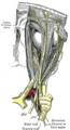 Supratrochlear nerve location