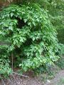 Poison ivy roadside