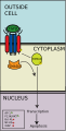 SMAD apoptosis pathway