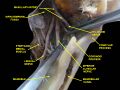 Coronoid process of the mandible