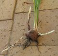 Corm stolons