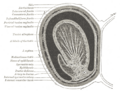 Gray's Anatomy Plate 1145
