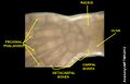 Hand of Embryo