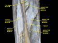 Adductor magnus muscle