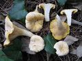 Chanterelle