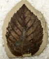 Betula leopoldae fossil leaf