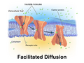Illustration of facilitated diffusion