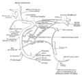 Lingual nerve pathway