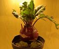 Kohlrabi, a bulbous vegetable with a mild, slightly sweet flavor.