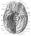 Straight gyrus