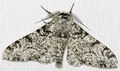 Biston betularia