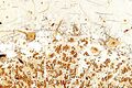 Cerebellum - biel - very high mag
