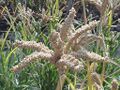 Finger millet