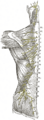 Superior cluneal nerves