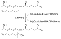 Leukotriene B4 hydroxylation pathway