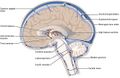 Cerebrospinal fluid circulation