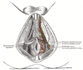 Ischioanal fossa