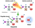 Peptide formation ball model