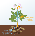 Diagram of xylem and phloem