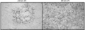 B virus