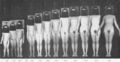 Adolescent period average girl 4 to 16 years old