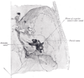Vestibulocochlear nerve and cranial nerves