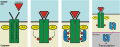 Jakstat pathway