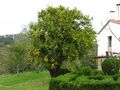 Orange tree
