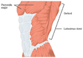 Pectoralis_major