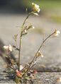 Plant physiology