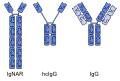 Heavy chain and common antibody