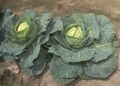 Cabbage, a leafy vegetable used in salads, slaws, and soups.