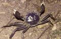 Chinese mitten crab