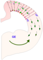 Interneuron-radial glial interactions in the developing cerebral cortex