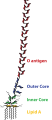 Lipopolysaccharide structure