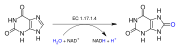 Xanthine dehydrogenase