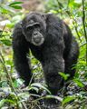 Alpha male chimpanzee walking at Kibale forest National Park