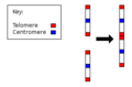 Merged image of Chromosome 2