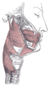 Parapharyngeal space