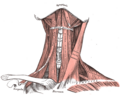 Muscles of the neck
