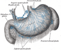 Splenic lymph node