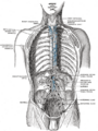 Thoracic duct and lymphatic system