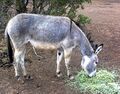 Adopted burro