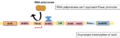 Autoregulation of araC expression